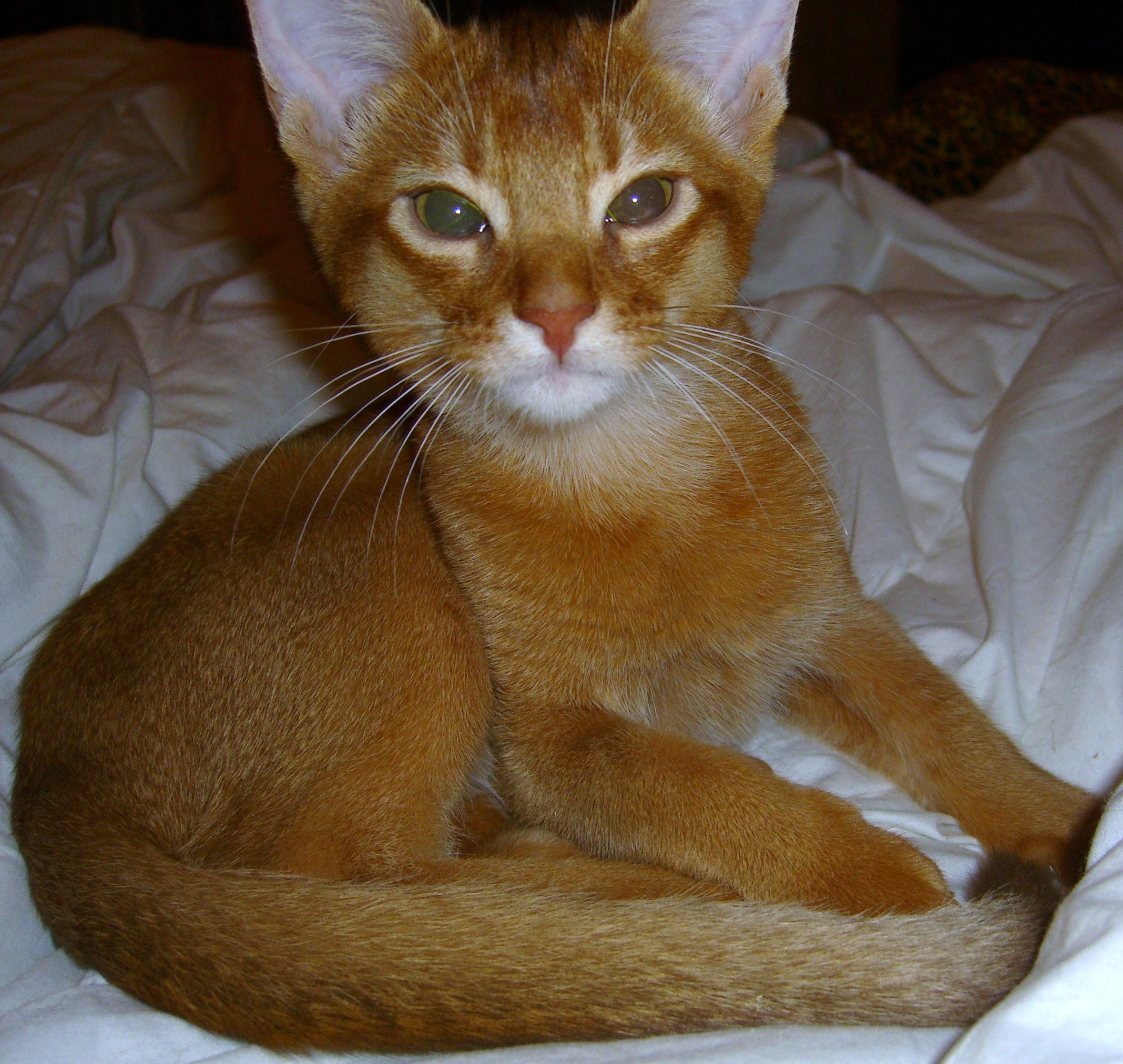 Абиссинская кошка Сорель